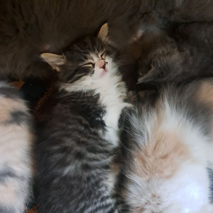 Котята 1.5 месяцев мама страйт