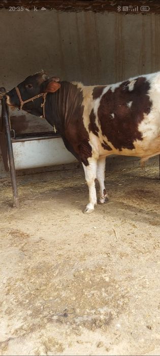 3 бас бұка сатылады