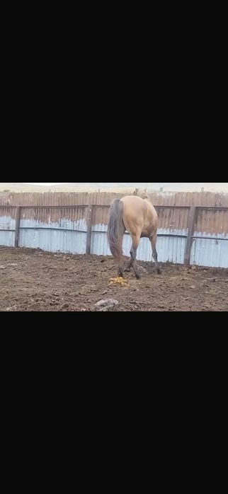 Продается жеребец 7 лет крупный
