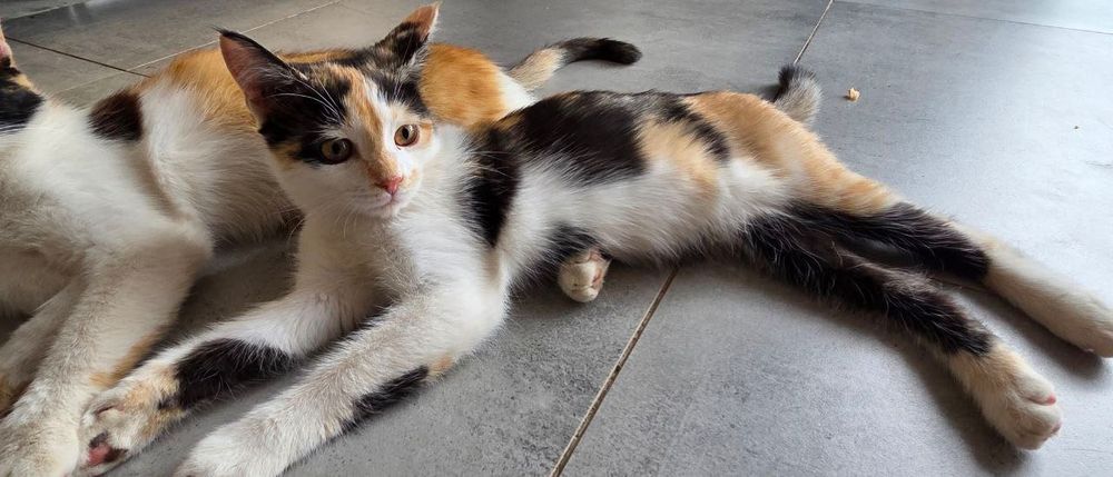 Котенок девочка в добрые руки.