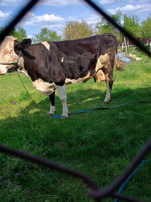 Vând vaca Holstein de 7 ani