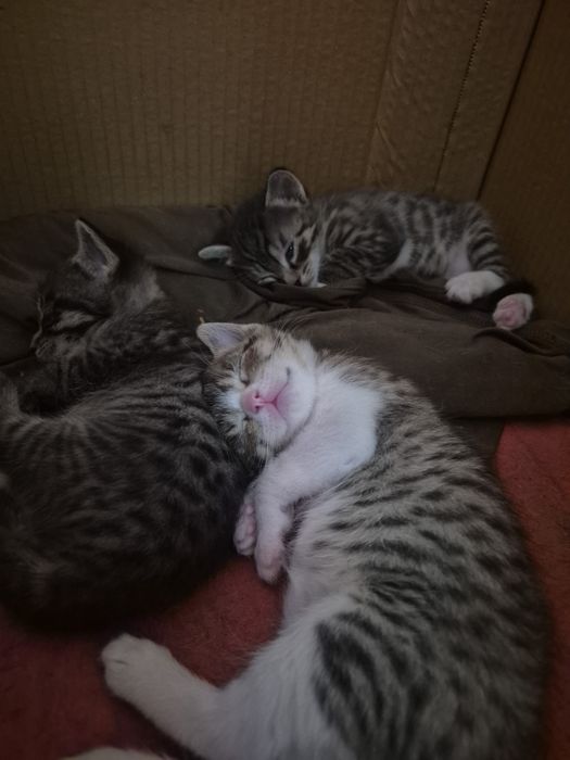 Мысық тегін 3  баласы мамасымен