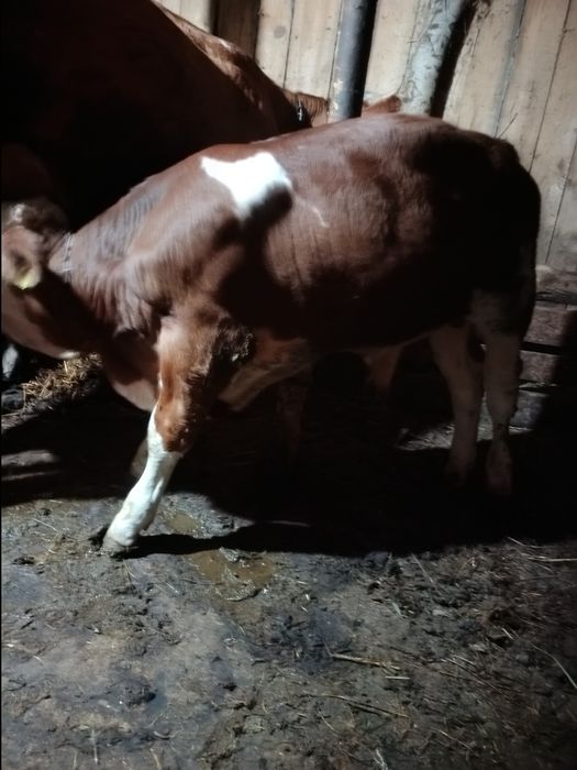 Vând tăuraș 3 luni