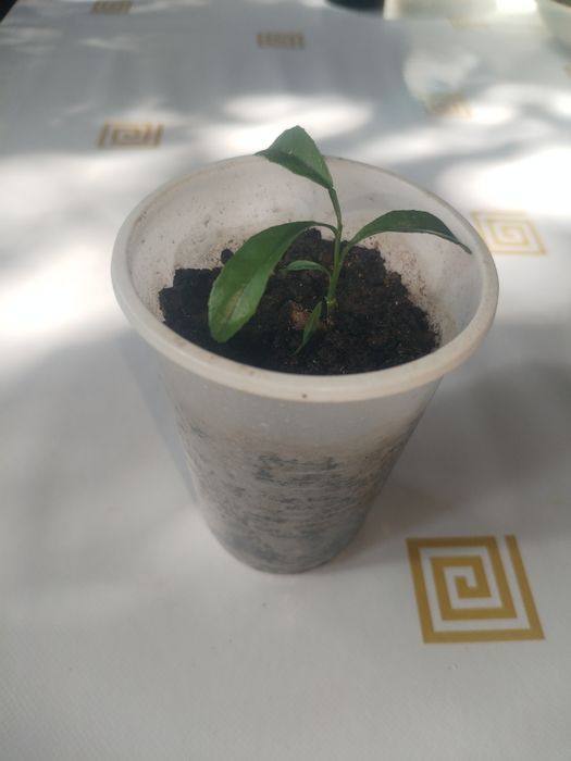 Продам саженцы мандаринов