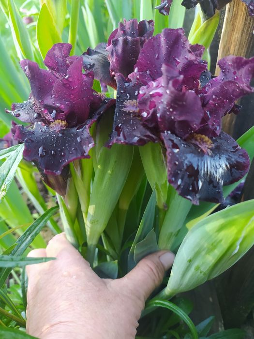 Карликовые ирисы