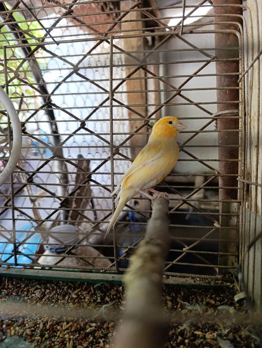 Японский золотой Сибрайт сотилади