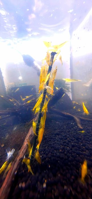 Храна за скариди