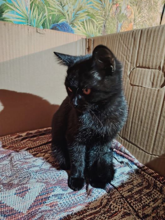 Отдам котенка в добрые руки