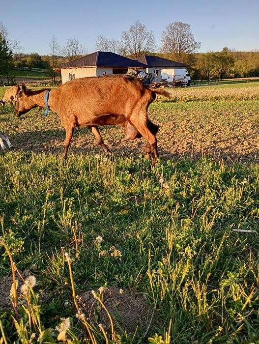 Capră alpină franceză cu pedigre de Franța