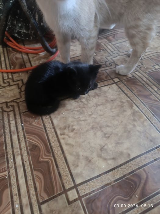 Отдам в добрые руки  котят