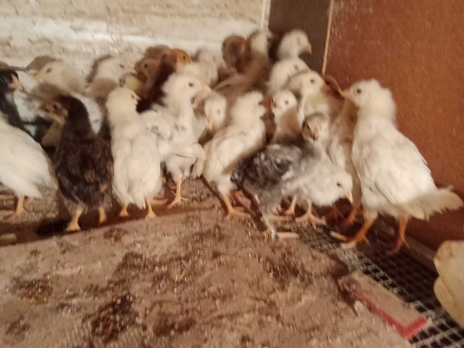 Балапандар Цыплята на продажу