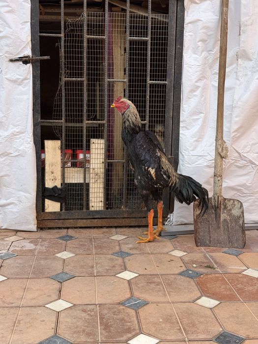 Iyun jujasi zoti tayinli balnd narsa