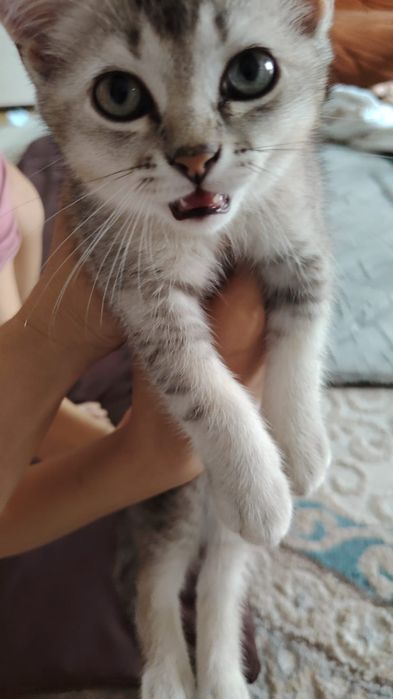 Продам котенка британец