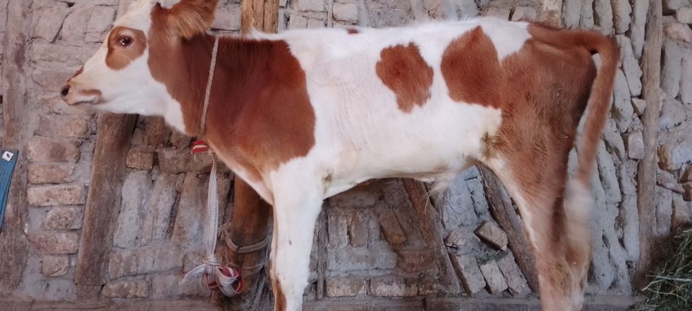 Ona bola sigir sotiladi kafolati bilan