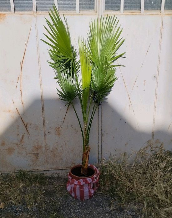 Палми Вашингтон и Трахикарпус