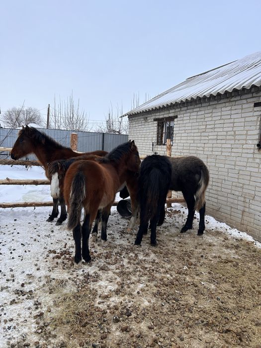 Продам жеребят пять голов