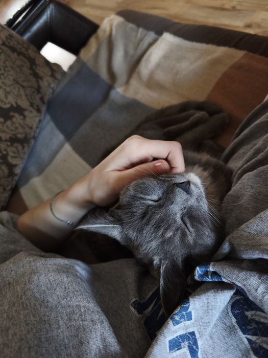 Отдаю кошку в добрые руки.