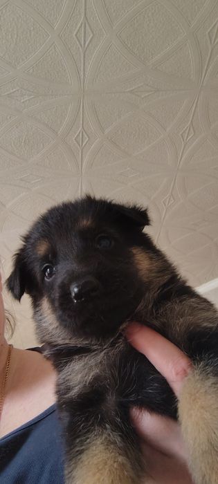 Щенки немецкой овчарки