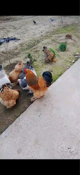 Брама, 9 тауық,1 қораз