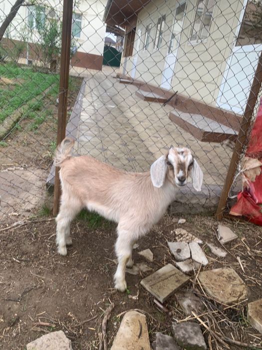 Ургашы лақ бағасы 50мың сарыагаш та