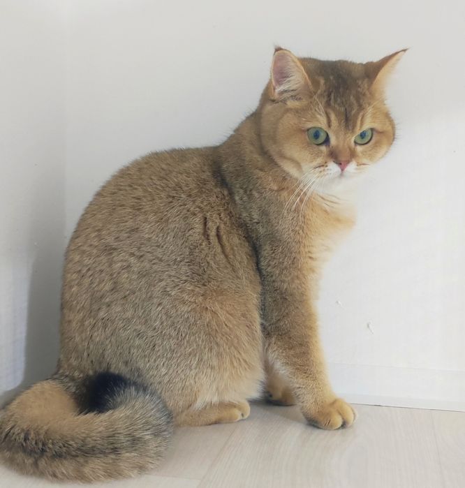 БриТашки ОчаРоваШки  шинШиллы