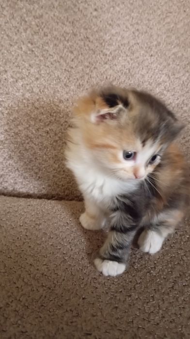 Породистые котятя