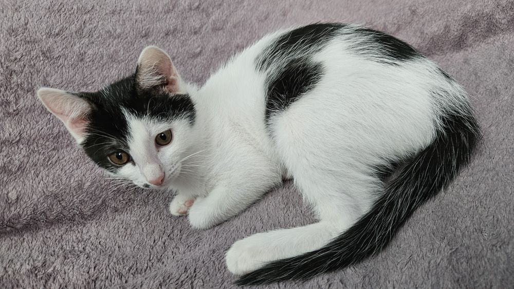 Котенок девочка в добрые руки