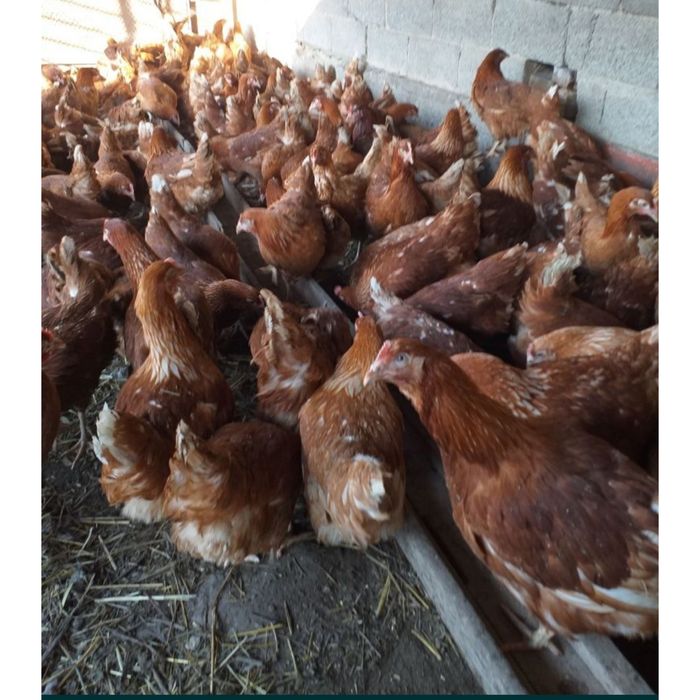 Куры несушки ломан Браун