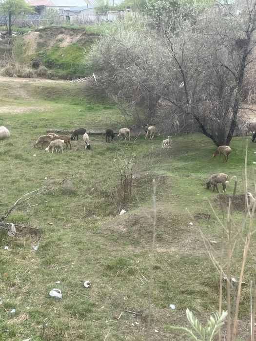 Семіз токтылар сатамын келісеміз