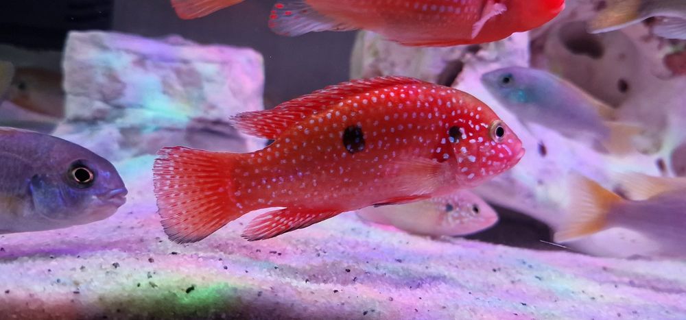 Vand Ciclide africane