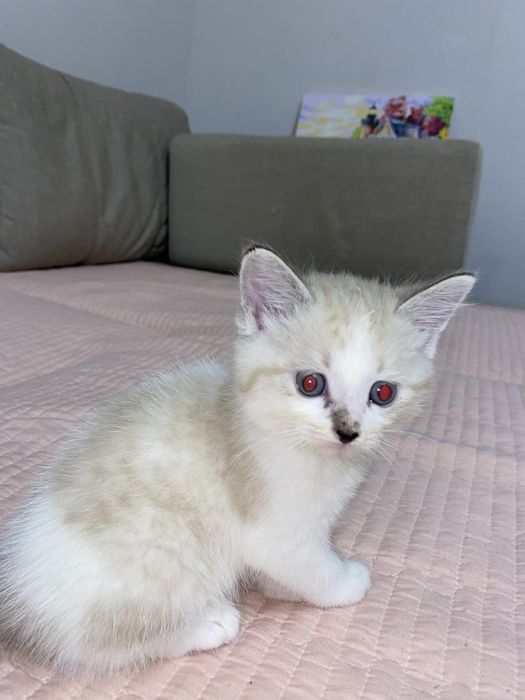 Продаётся милая кошечка