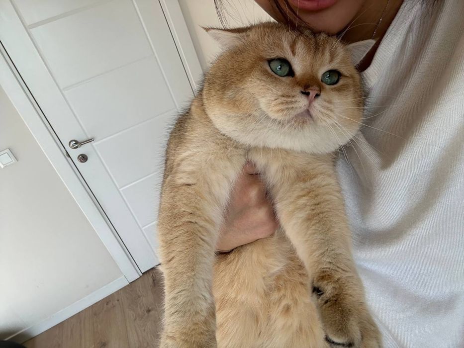 Вязка! Золотая шиншилла!