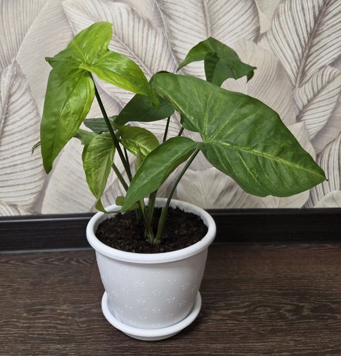 Продам комнатные растения.