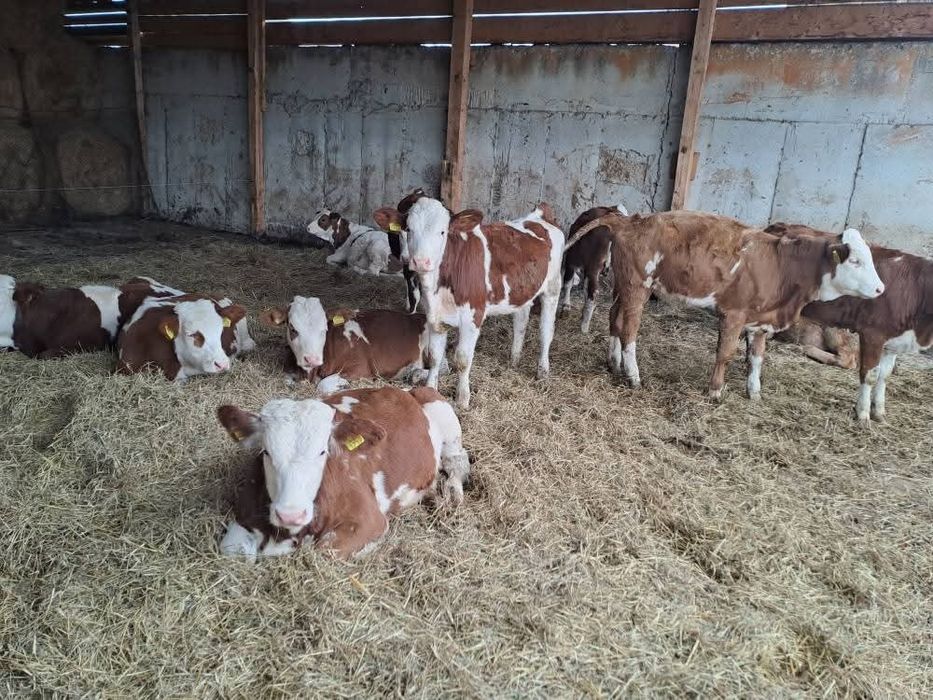 Aduc viței de rasă pe comandă dumneavoastră!!