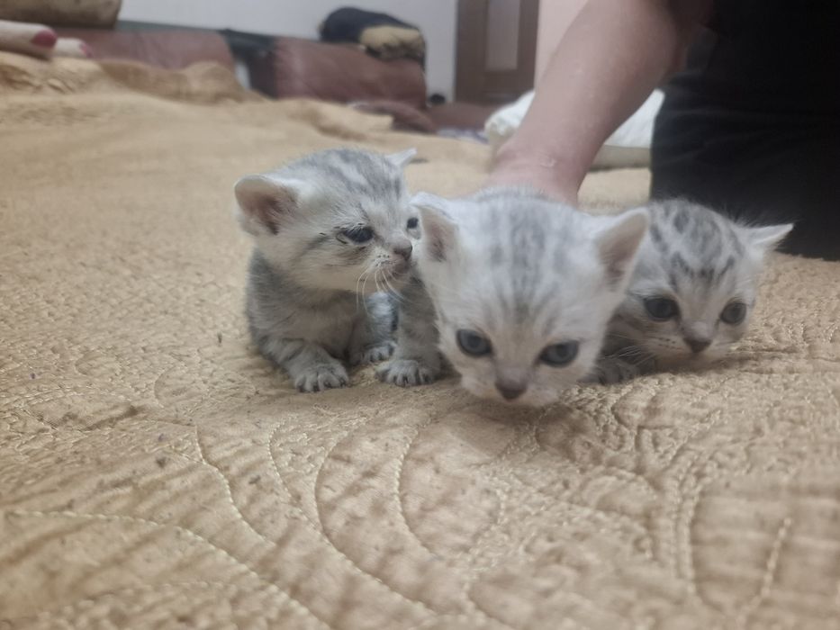 Продам котят добрый рук