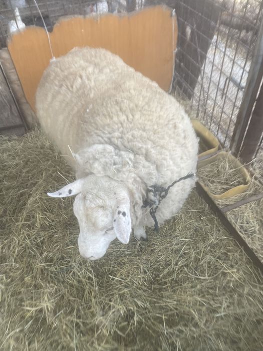 Vand Berbec Texel de 2 ani !