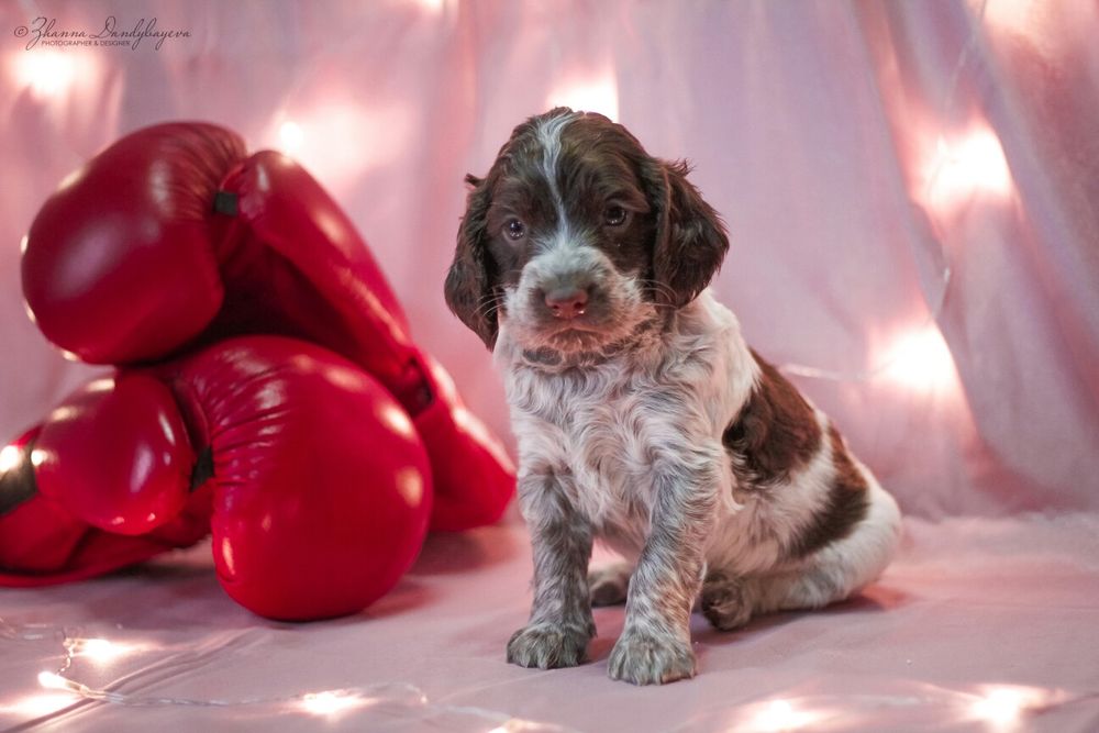 Щенки Спаниеля с шоколадной шубкой.