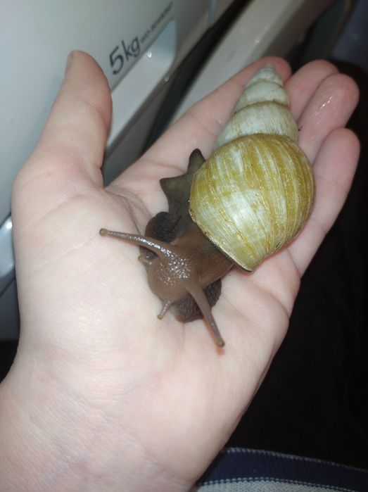Ахатины разного размера.