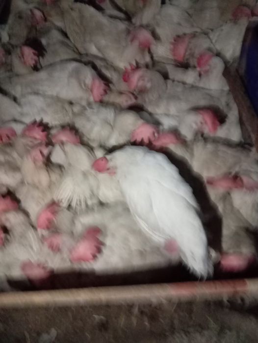 Продам курей несушка