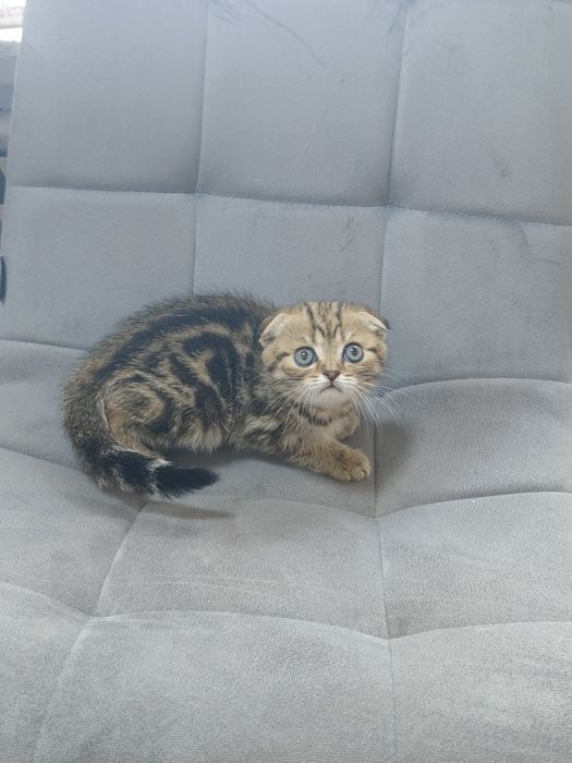 Котята золотисто-чёрный мрамор.