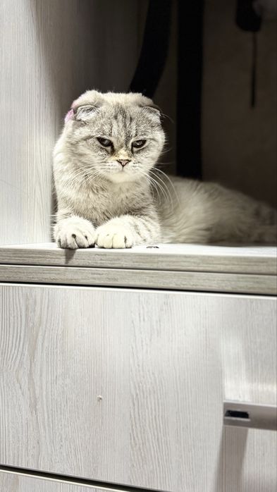 Sotiladi Skotish fold