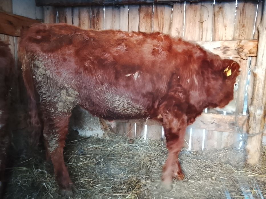 Бука 2 бас сатылады