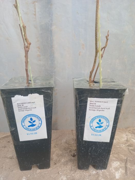 Kivi kuchatlari payvant