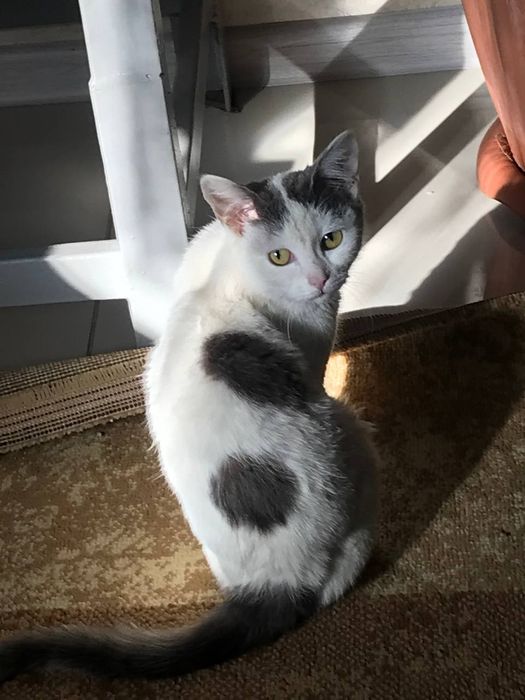 котенок бесплатно