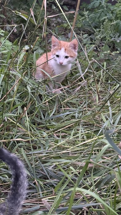 Котята ищут семью