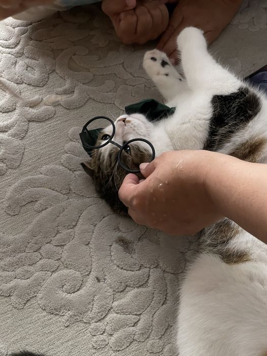 Кот на связку ищем девушку