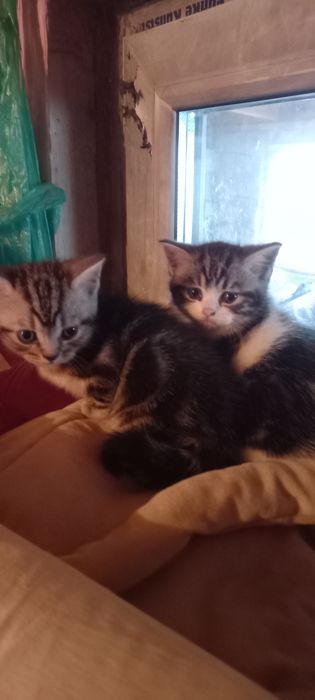 Продам   британских    котят