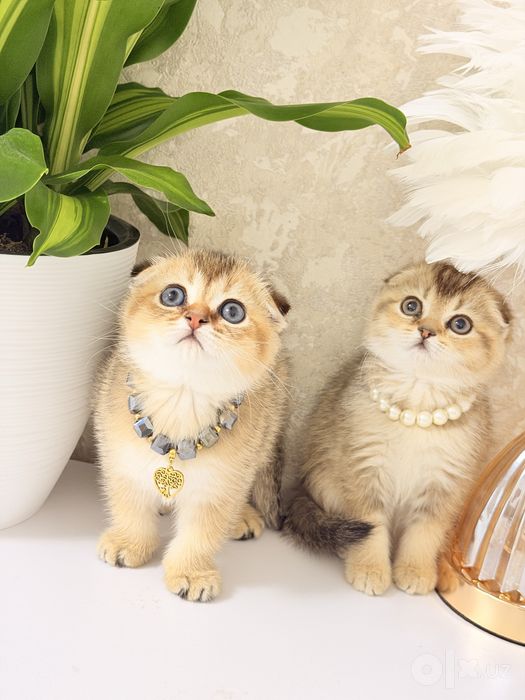 Котята чистокровные
