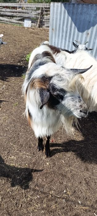 Vând Țap Metis tânăr