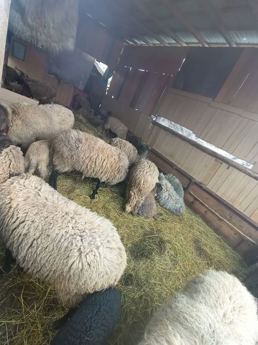 De vânzare oi și mieii  lângă ele